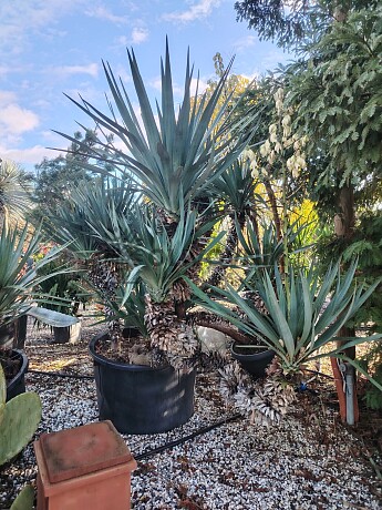 Yuka Gloriosa extra / 200/250cm, 375lt, multikmeň