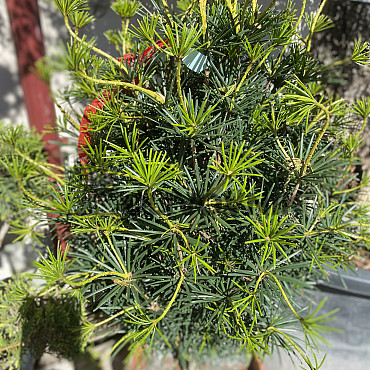 SCIADOPITYS VERTICILLATA &quot; Beauty Green&quot; - Pajehličník /110cm