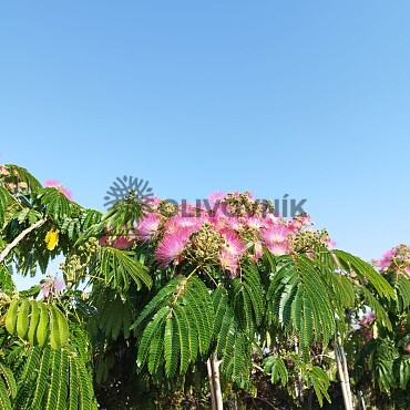 Albizia Julibrissin - Albizia ružová 25/30lt