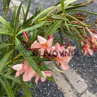 Oleander Nerium - kríkový - 120cm
