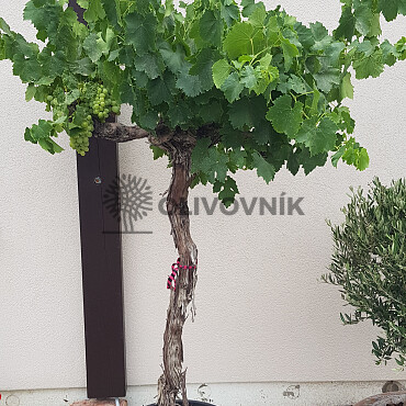 Víno - Moscatel 150/170cm