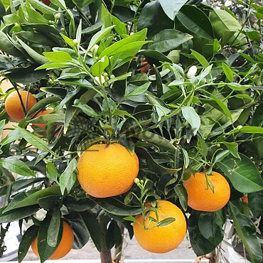 Citrus Reticulata - Mandarínka ( 120 - 140cm) / VYPREDANÉ