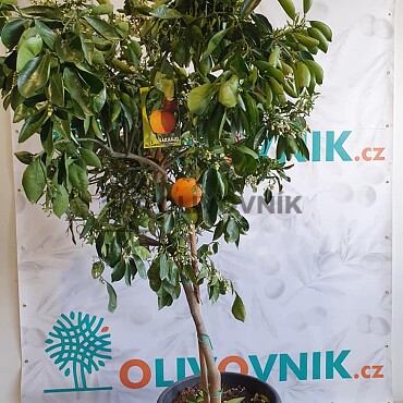 Citrus Reticulata - Mandarínka ( 120 - 140cm) / VYPREDANÉ