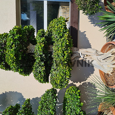 FICUS MICROCARPA - vhodné do interiéru ( 270cm + )