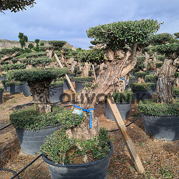 Olivovník Európsky - Lechin Pon Pon Bonsai Mediano Speciale