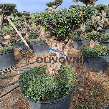 Olivovník Európsky - Lechin Pon Pon Bonsai Mediano Speciale