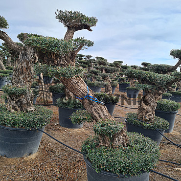 Olivovník Európsky - Lechin Pon Pon Bonsai Mediano Speciale