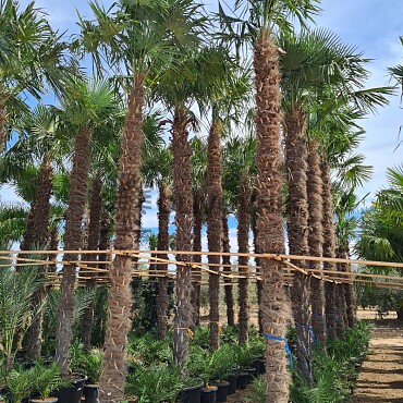 Trachycarpus Fortunei - výška kmeňa 580cm + koruna, mrazuodolná do -17C