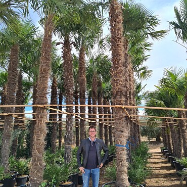 Trachycarpus Fortunei - výška kmeňa 580cm + koruna, mrazuodolná do -17C