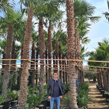 Trachycarpus Fortunei - výška kmeňa 450cm + koruna, mrazuodolná do -17C