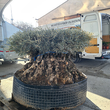 Olivovník Európsky - Bonsai disco 340cm obvod kmeňa