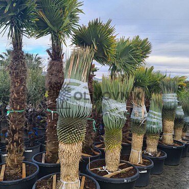 Yucca Rostrata EXTRA - 70cm