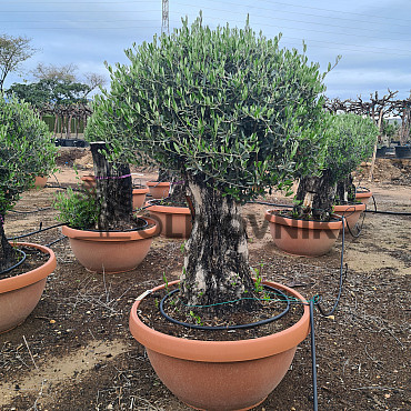Olivovník Európsky - Bonsai COPA - TOP CENA