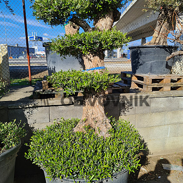 Olivovník Európsky - Lechin Pon Pon Bonsai Mediano Speciale