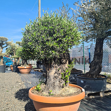Olivovník Európsky - Bonsai COPA - TOP CENA