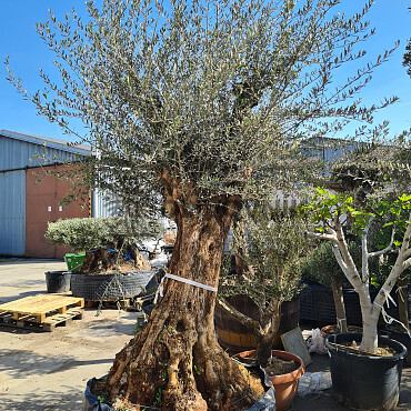 Olivovník Európsky - Bonsai Ejemplar Cesto