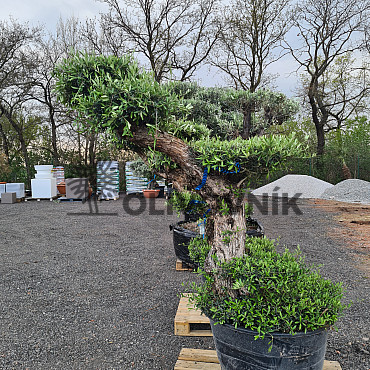 Olivovník Európsky - Lechin Pon Pon Bonsai Mediano Speciale