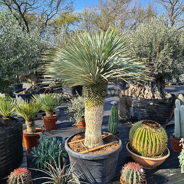 Yucca Rostrata EXTRA - 70cm