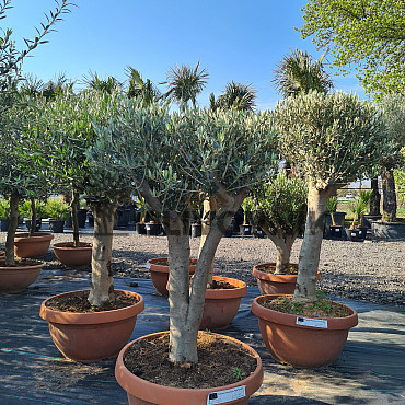 Olivovník Európsky - Bonsai Tarrina