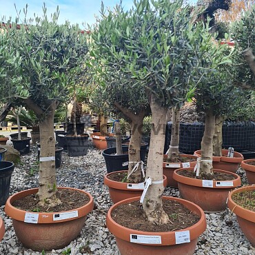 Olivovník Európsky - Bonsai Tarrina