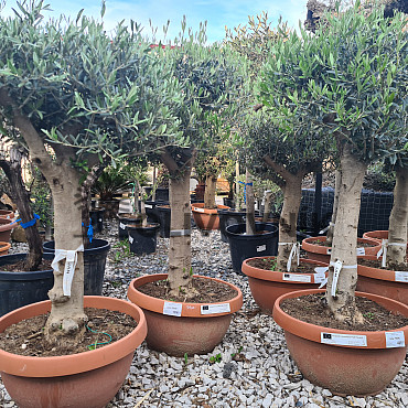 Olivovník Európsky - Bonsai Tarrina