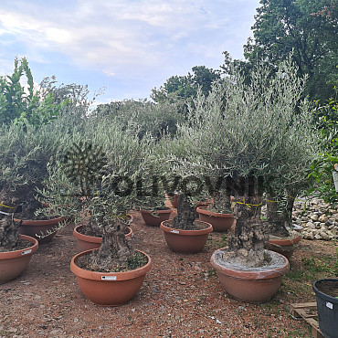 Olivovník Európsky - Bonsai Q75/Q90 - TOP CENA
