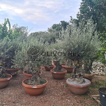 Olivovník Európsky - Bonsai Q75/Q90 - TOP CENA