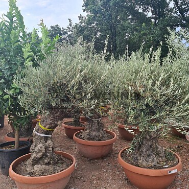 Olivovník Európsky - Bonsai Q75/Q90 - TOP CENA