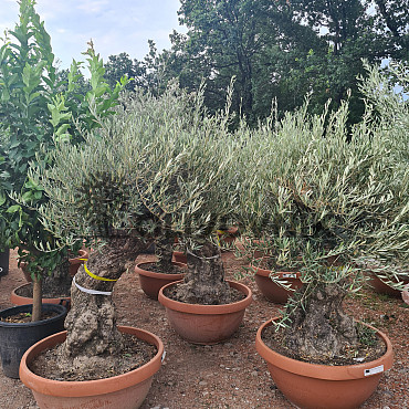 Olivovník Európsky - Bonsai Q75/Q90 - TOP CENA