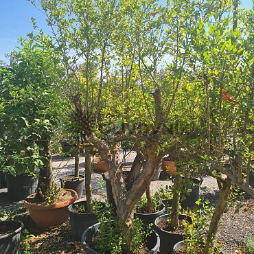 Granátové jablko (PUNICA GRANATUM) - 200CM
