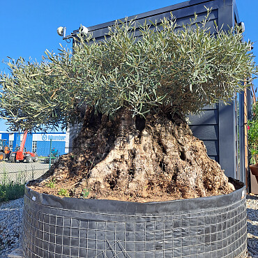 Olivovník Európsky - Bonsai disco 340cm obvod kmeňa