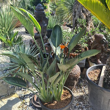 Strelitzia Reginae - 15lt