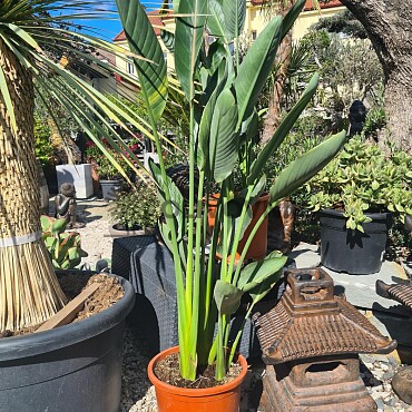 Strelitzia Reginae - 15lt