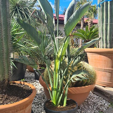 Strelitzia Reginae - 15lt