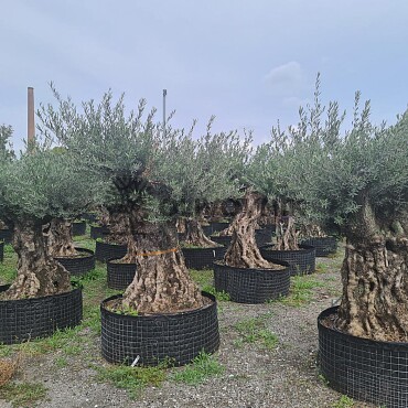 Olivovník Európsky - Bonsai Lechin Grande