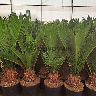 CYCAS REVOLUTA - Cykas revoluta
