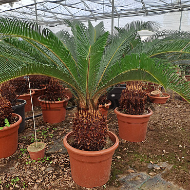 CYCAS REVOLUTA - Cykas revoluta