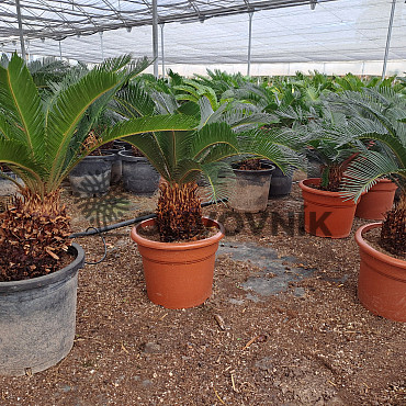CYCAS REVOLUTA - Cykas revoluta