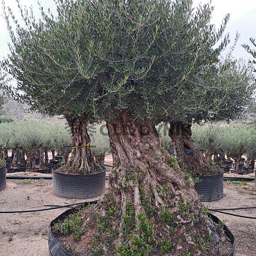 Olivovník Európsky - Bonsai Lechin Grande