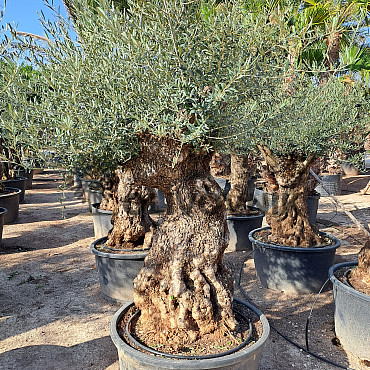 Olivovník Európsky - Bonsai