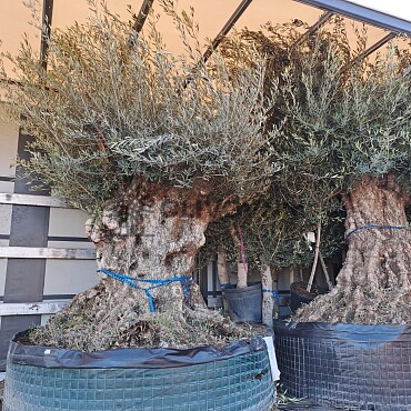 Olivovník Európsky - Bonsai Lechin Grande