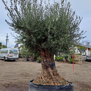 Olivovník Európsky - Bonsai Lechin Grande