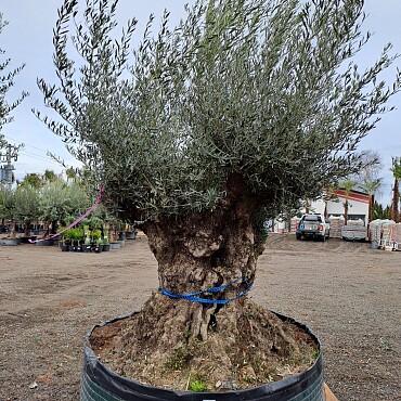 Olivovník Európsky - Bonsai Lechin Grande