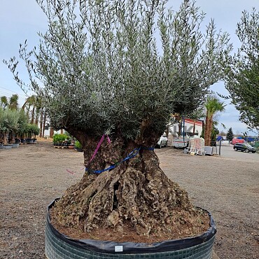 Olivovník Európsky - Bonsai Lechin Grande