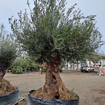 Olivovník Európsky - Bonsai Lechin Grande
