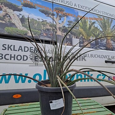 Hesperaloe Parviflora