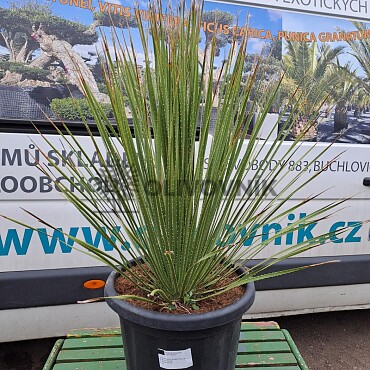 DASYLIRION SERRATIFOLIUM C35/25Lt