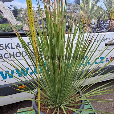 DASYLIRION SERRATIFOLIUM C35/25Lt