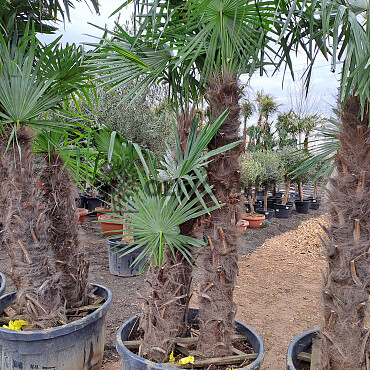 Trachycarpus Fortunei - dvojkmeň, trojkmeň - AKCIA