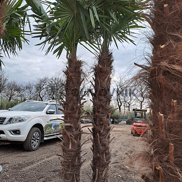 Trachycarpus Fortunei - dvojkmeň, trojkmeň - AKCIA